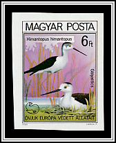 Black-winged Stilt (Himantopus himantopus)