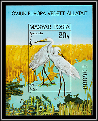 Great White Heron (Egretta alba)
