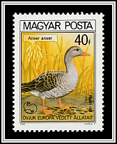 Greylag Goose (Anser anser)
