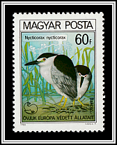 Black-crowned Night Heron (Nycticorax nycticorax)