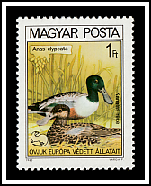 Northern Shoveler (Anas clypeata)