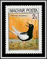 White-winged Tern (Chlidonias leucopterus)