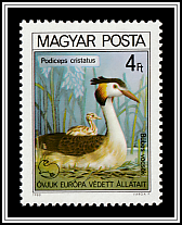 Great Crested Grebe (Podiceps cristatus)