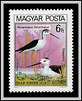 Black-winged Stilt (Himantopus himantopus)