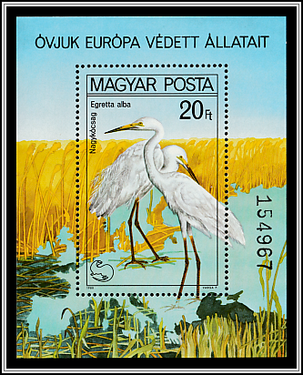Great White Heron (Egretta alba)