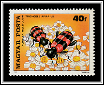 Yarrow (Achillea millefolium), Bee Beetle (Trichodes apiarius)