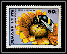 Common Gaillardia (Gaillardia aristata), Garden Bumblebee (Bombus hortorum)