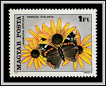 Coneflower (Rudbeckia fulgida), Red Admiral (Vanessa atalanta)