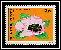 Dog Rose (Rosa canina), Rose Chafer (Cetonia aurata)