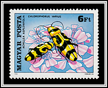 Spleen-leaved Yarrow (Achillea asplenifolia), Grape Wood Borer (Chloraphorus varius)