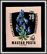 European Monkshood (Aconitum gracille)