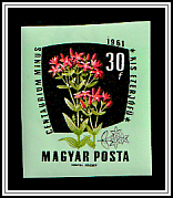 European Centaury (Centaurium erythraea)