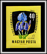 German Iris (Iris germanica)
