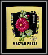 Purple Hollyhock (Althaea rosea)