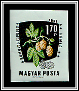 Common Hop (Humulus lupulus)