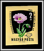 Opium Poppy (Papaver somniferum)