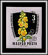 Mullein (Verbascum phlomoides)