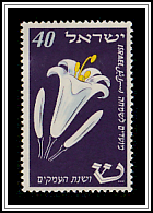 Easter Lily