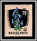 European Monkshood (Aconitum gracille)
