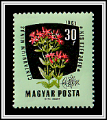 European Centaury (Centaurium erythraea)