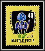 German Iris (Iris germanica)