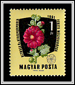 Purple Hollyhock (Althaea rosea)