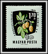 Common Hop (Humulus lupulus)