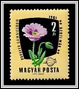 Opium Poppy (Papaver somniferum)
