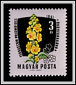 Mullein (Verbascum phlomoides)