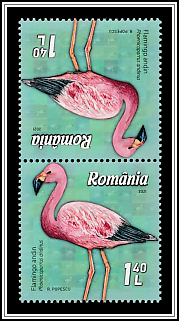 Andean Flamingo (Phoenicoparrus andinus)