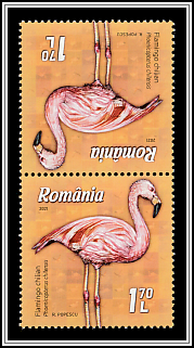 Chilean flamingo (Phoenicopterus chilensis)