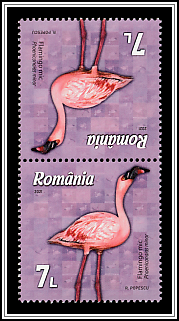 Lesser Flamingo (Phoeniconaias minor)