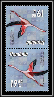 Greater Flamingo (Phoenicopterus roseus)