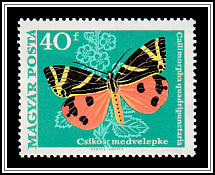 Jersey Tiger (Callimorpha quadripunctaria)