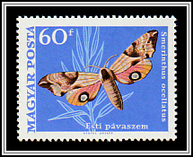 Eyed Hawk-moth (Smerinthus ocellatus)