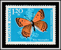 Lesser Fiery Copper (Thersamonia thersamon)