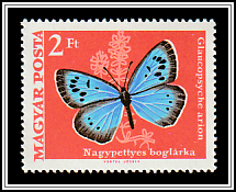 Large Blue (Glaucopsyche arion)