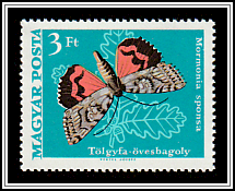 Dark Crimson Underwing (Mormonia sponsa)