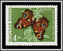 European Peacock (Inachis io)