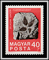 Fossilized Zelkova Leaves from Füzérradvány