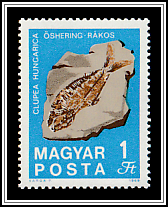 Fossilized Fish (Clupea hungarica) from Rákos