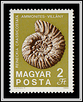 Ammonite Fossil from Villány