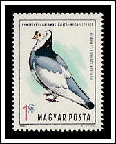 Kiskunfélegyházi Keringö, Hungarian Pigeon Breed