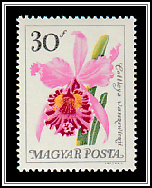 Warscewicz's Cattley's Orchid (Cattleya warscewiczii)