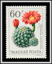 Rebutia wessneriana var. calliantha