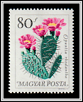 Plains Pricklypear (Opuntia rhodantha)