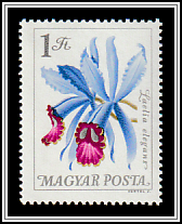 Purple-stained Cattleya (Laelia purpurata)