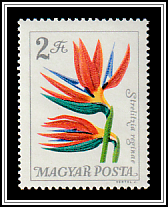 Bird of Paradise (Strelitzia reginae)