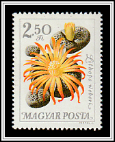 Flowering Stones (Lithops weberi)