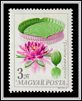 Victoria Water Lily (Victoria amazonica)